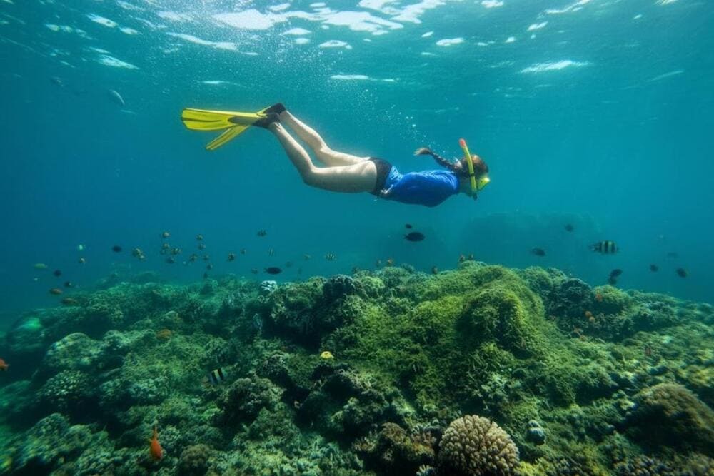 H&atilde;y thử trải nghiệm lặn ngắm san h&ocirc; ở vịnh B&aacute;i Tử Long để chi&ecirc;m ngưỡng vẻ đẹp tuyệt diệu của thi&ecirc;n nhi&ecirc;n